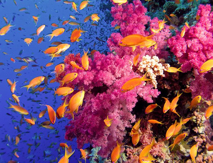Koraller och fiskar i Hurghada
